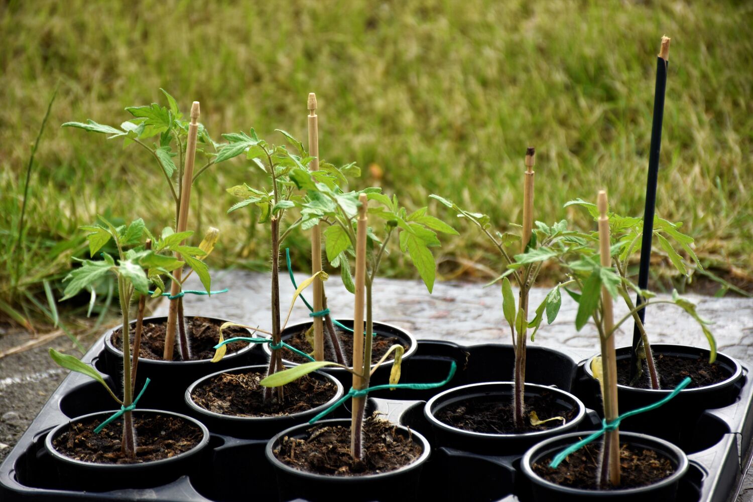 Grüne Pflanzen in einem gepflegten Garten