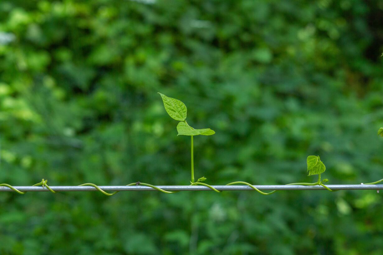 Gesunde Pflanzen im Garten